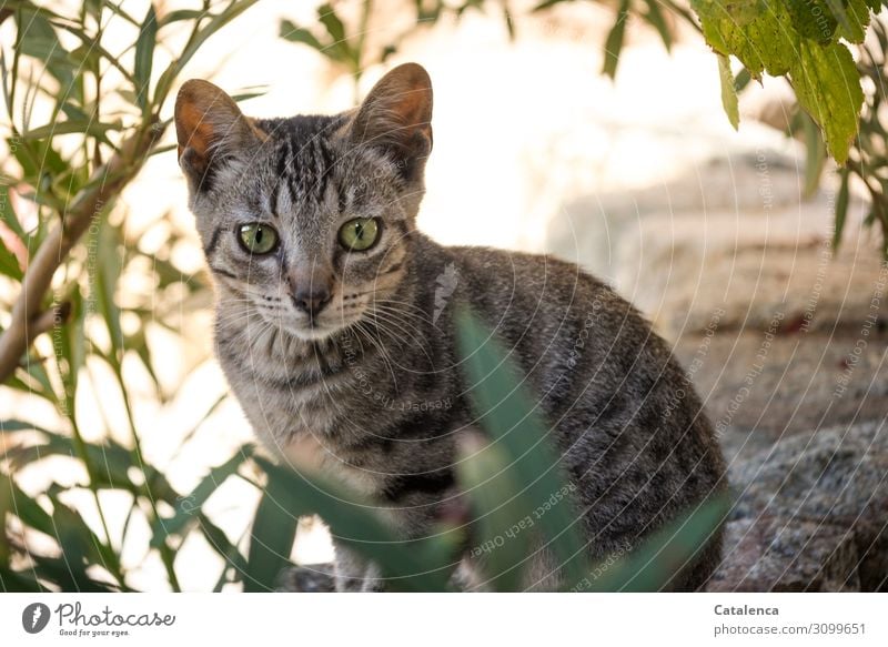 A Corsican kitten looks at the camera Summer Beautiful weather Plant Leaf Oleander Garden Pet Farm animal Cat 1 Animal Observe Sit pretty Small Brown Green