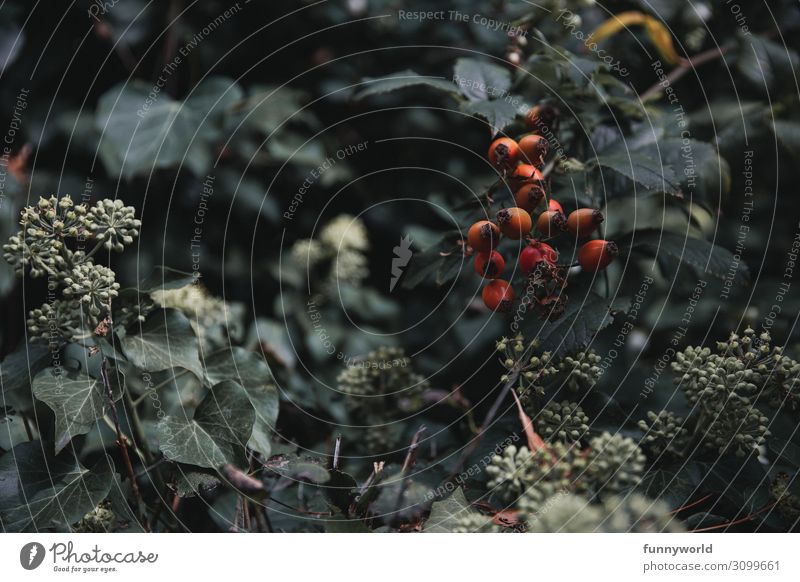 rose hips on a bush Rose hip Rose plants Red Green Leaf Plant Colour photo Nature Fruit Bushes Autumn Deserted Exterior shot Shallow depth of field Berries