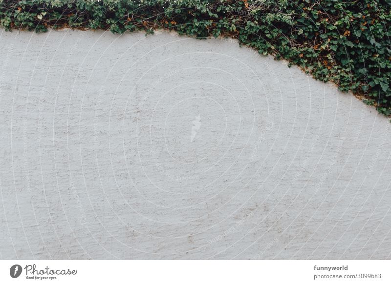 The wall with green Deserted Wall (barrier) Wall (building) Green Ivy Evergreen plants Neutral White Background picture Neutral Background Nature Rural