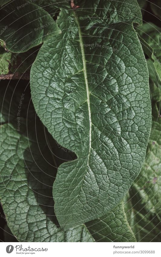 Green leaf with veins Leaf Plant Nature Macro (Extreme close-up) Detail Foliage plant structure Structures and shapes Close-up Exterior shot Summer Rachis