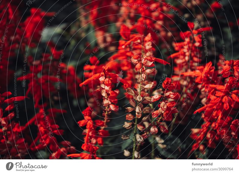 Bright red flowers Plant Nature Flower Macro (Extreme close-up) Exotic Detail Shallow depth of field Colour photo Blossom Close-up Exterior shot Day Environment