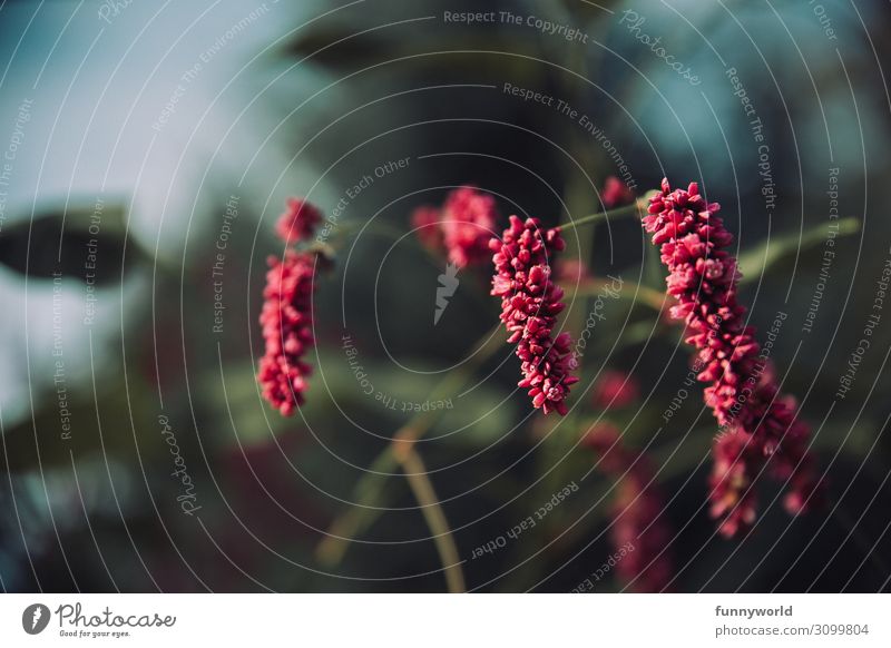 pink blossoms Environment Nature Plant Spring Summer Autumn Flower Wild plant Exotic Beautiful Natural Pink Blossom Blossoming Colour photo Multicoloured