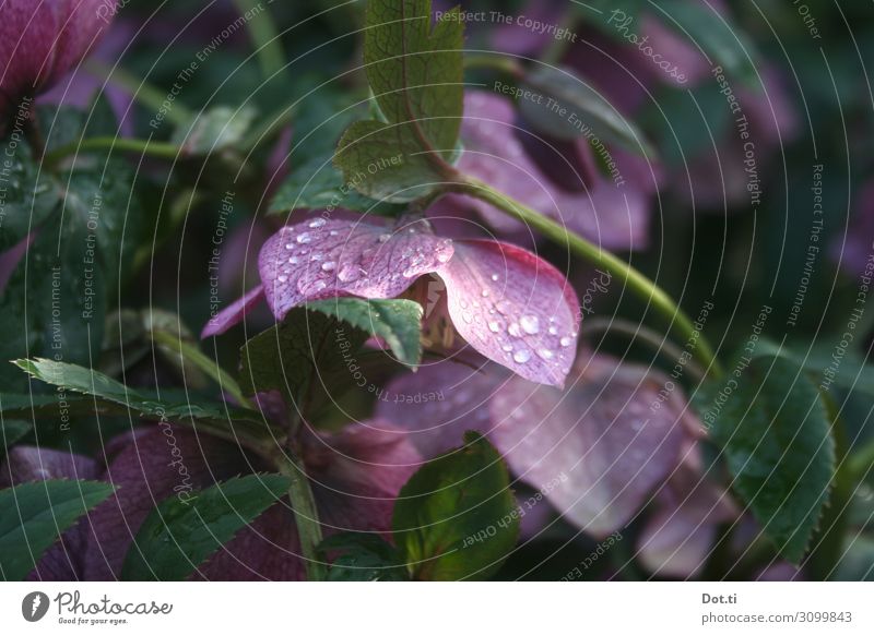 Christ Rose Nature Plant Leaf Blossom Garden Dew Christmas rose Pink Colour photo Subdued colour Exterior shot Deserted Copy Space left Copy Space right