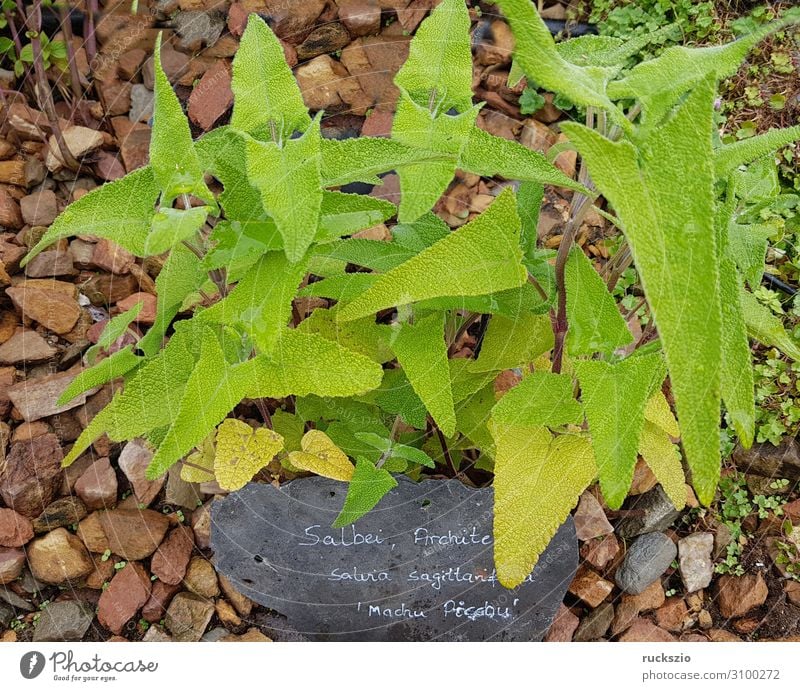 Architect sage, Salvia sagittarifolia, Machu Picchu Herbs and spices Green Architects Sage Machu Pichu Medicinal plant kitchen spice aromatic herb