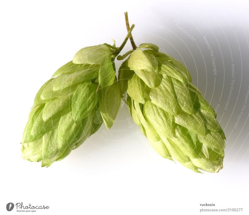 Hops, Humulus lupulus humulus lupulus climbing plant creeper medicinal plant Wild plant weed infestation field flora wild flora medicinal herb