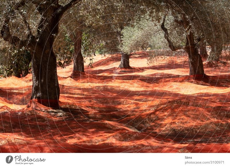 Olive tree l Harvest time Workplace Agriculture Forestry Environment Nature Landscape Hill Catch Hope Expectation Food Net Red Colour photo Exterior shot