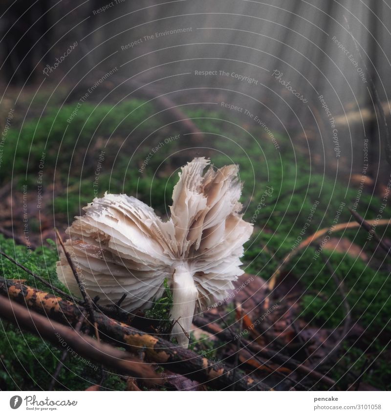 big fledderich Nature Landscape Plant Elements Earth Autumn Moss Forest Dark Broken Mushroom Lamella tattered Radiation Haze Fog Transience Twigs and branches