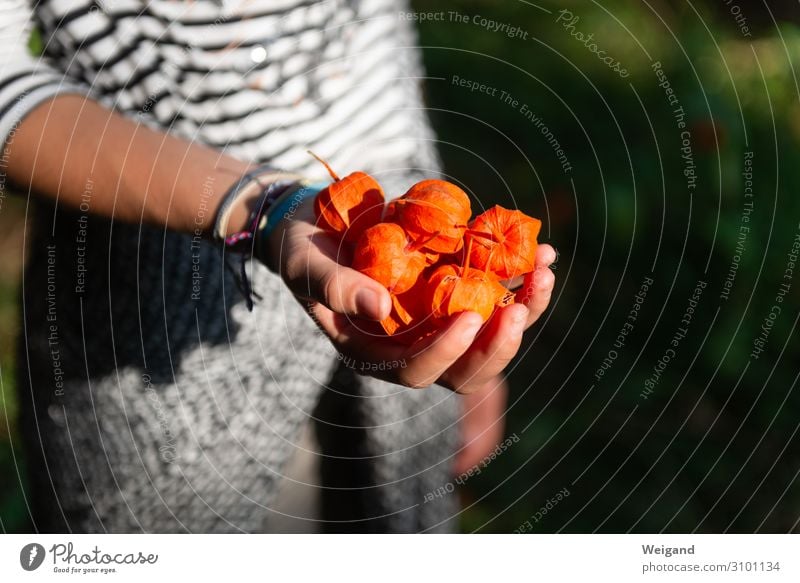 autumn Nutrition Vegetarian diet Well-being Contentment Calm Meditation Fragrance Thanksgiving Feminine Androgynous 8 - 13 years Child Infancy 13 - 18 years