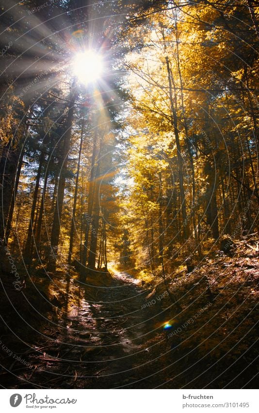 autumn forest Well-being Contentment Relaxation Calm Meditation Hiking Nature Sun Sunlight Autumn Tree Forest Going Healthy Autumn leaves Autumnal Automn wood