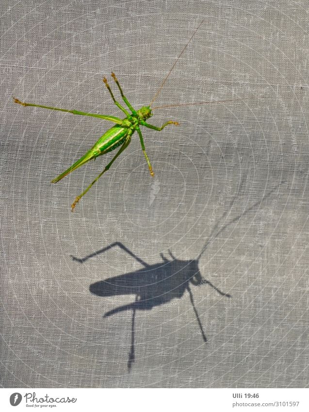 My last bounce! (No. 101) Sunbathing Room Sunlight Summer Beautiful weather Animal Locust Window pane View from a window Glass Drop shadow Observe Relaxation