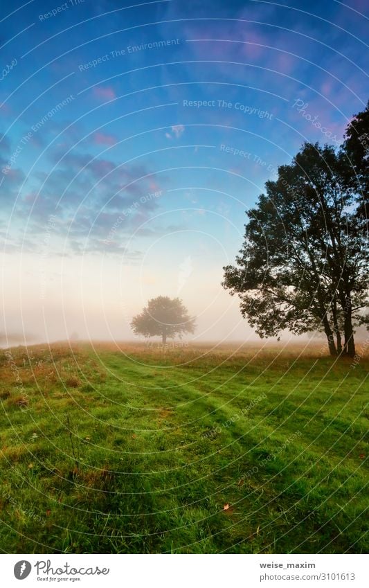 Autumn scene on a meadow with oak trees. Vacation & Travel Tourism Trip Adventure Far-off places Freedom Summer Environment Nature Landscape Sky Clouds Sunrise