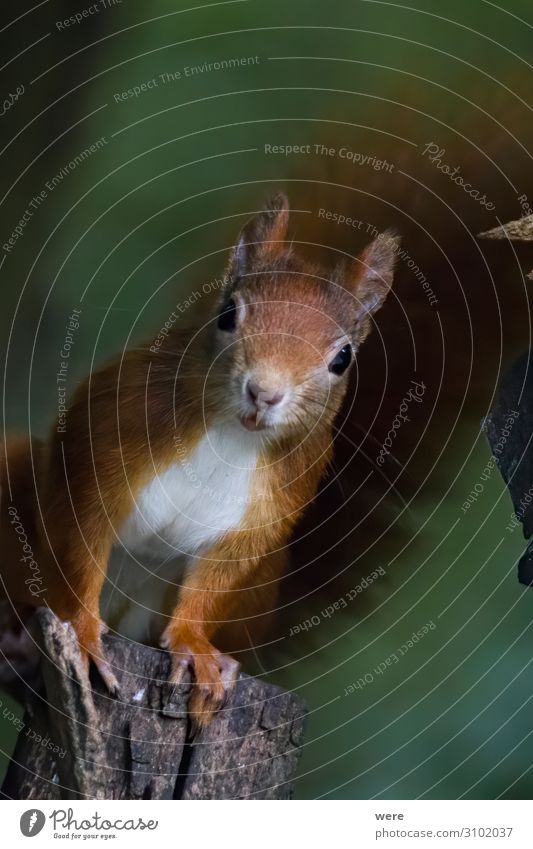 European brown squirrel in summer coat on a branch in the forest Nature Wild animal Squirrel 1 Animal Soft Brown branches copy space cuddly cuddly soft cute