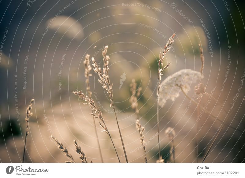 Grasses in the evening light Nature Plant Sunlight Summer Wild plant Wild carrot Grass blossom Meadow Fantastic Natural Moody Relaxation Freedom Colour photo