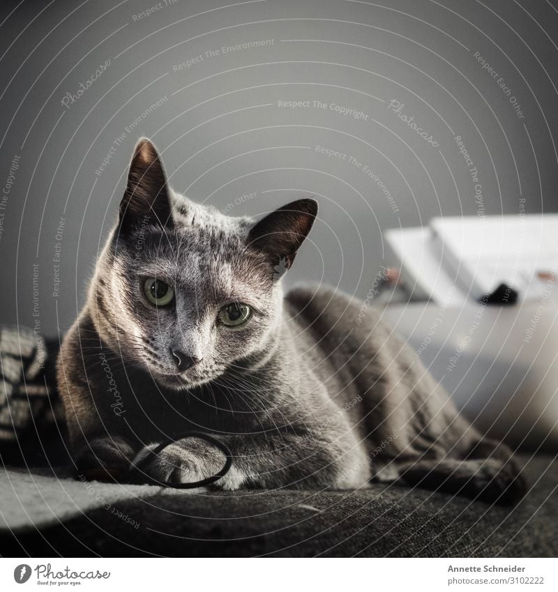 cat Living or residing Flat (apartment) Animal Pet Cat Animal face Pelt Gray Colour photo Subdued colour Neutral Background Animal portrait