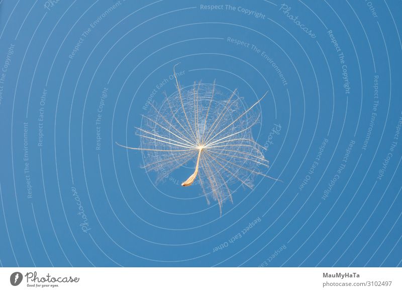 flying dandelion seeds on a blue Beautiful Freedom Summer Nature Plant Sky Wind Flower Grass Leaf Blossom Movement Flying Growth Blue White Colour Idea