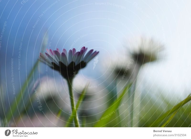 Single file! Spring Flower Grass Happiness Fresh Bright Positive Beautiful Spring fever Anticipation Daisy Blossom Growth New Worm's-eye view Green Sky Blue sky