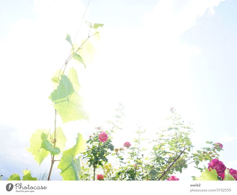 Play of light Environment Nature Plant Sky Summer Beautiful weather Rose Vine Vine tendril Leaf Garden Illuminate Bright Glistening Overexposure Blossoming