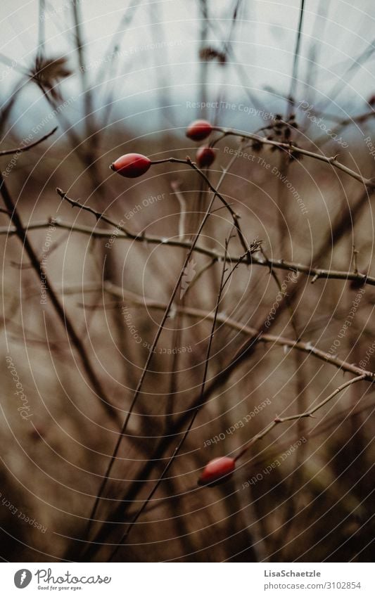 Rosehip on bush in autumn Autumn rose hip Dark Gloomy grasses Nature Sadness Exterior shot Subdued colour Deserted Landscape Environment Grief depression