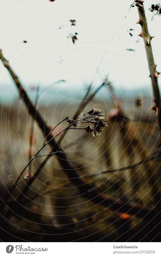 Dry grasses in autumn. Brown colours and sad mood. Autumn Dark Gloomy Nature Sadness Exterior shot Subdued colour Deserted Landscape Environment Grief