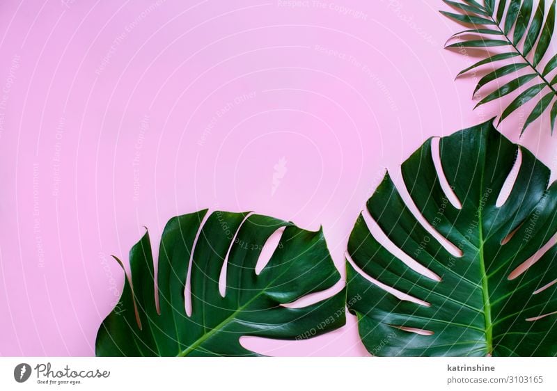 Tropical monstera and palm leaves on a light pink background Design Exotic Summer Plant Leaf Virgin forest Modern Natural Green Creativity Monstera