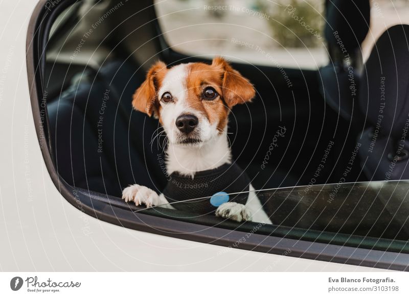 cute small jack russell dog in a car wearing a safe harness and seat belt. Ready to travel. Traveling with pets concept Funny Joy Drive Car Vacation & Travel