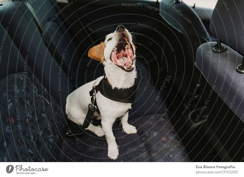 cute small jack russell dog in a car wearing a safe harness and seat belt.Dog yawning. Ready to travel. Traveling with pets concept Funny Joy Drive Car