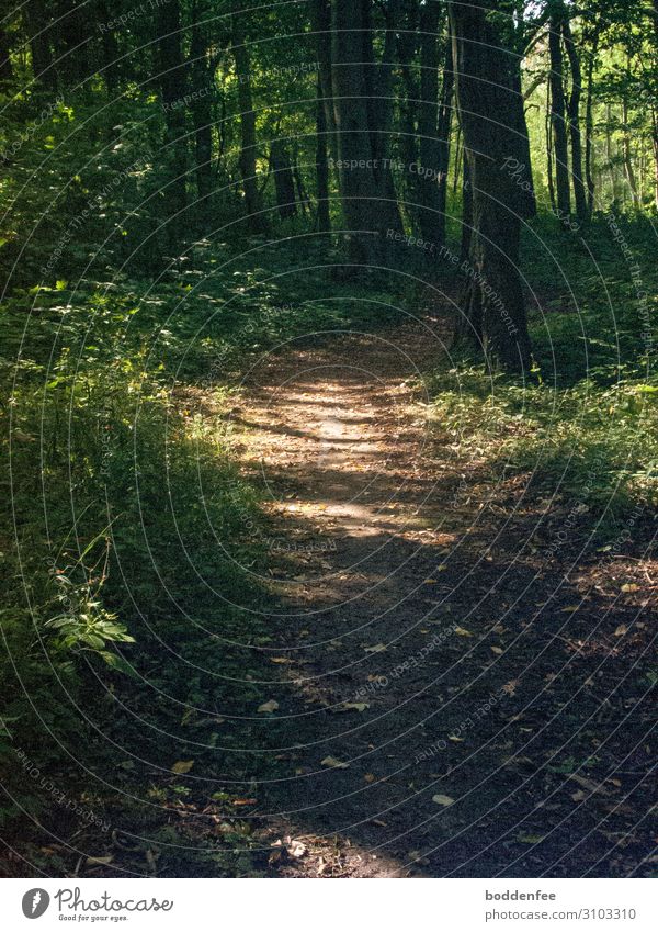 Forest path - light and shadow Nature Lanes & trails Contentment Safety Warm-heartedness Peaceful Serene Calm Leisure and hobbies Colour photo Exterior shot