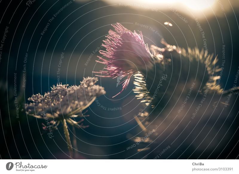 The last rays of the sun Environment Nature Plant Sun Sunlight Summer Beautiful weather Flower Blossom Wild plant Meadow Fragrance Happiness Natural Thorny Soft