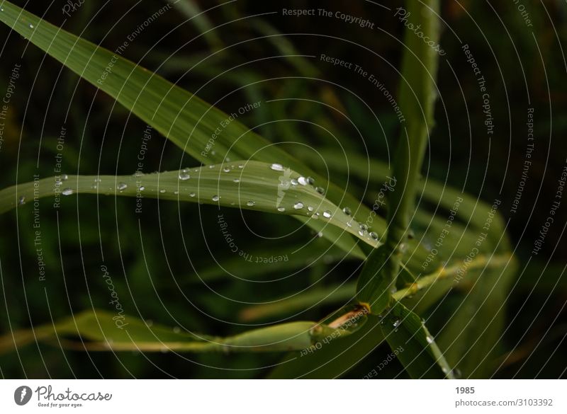 water pearls Nature Plant Drops of water Summer Grass Meadow Hang Green Uniqueness Idyll Creativity Colour photo Exterior shot Close-up Detail Deserted Blur