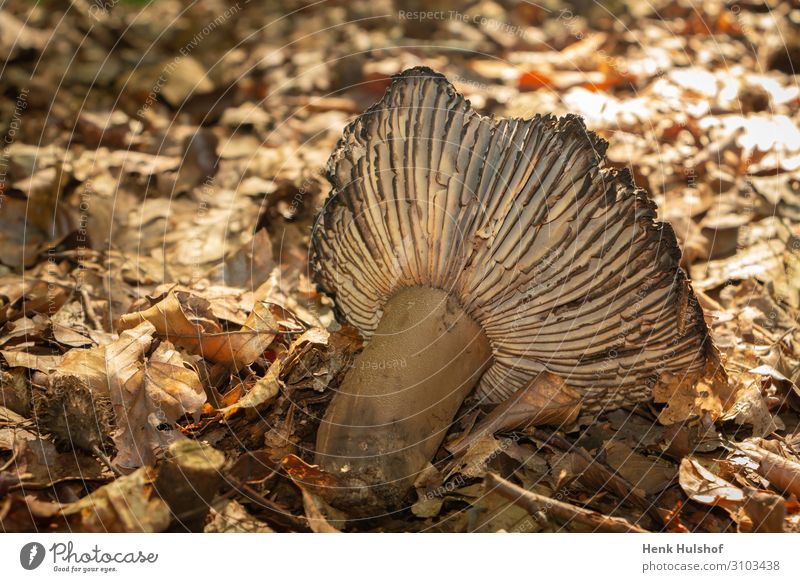 Decay of an mushroom in autumn time botanical brown cap closeup color decay dried leaf dried leaves fall flora forest fungal fungi fungus ground landscape light