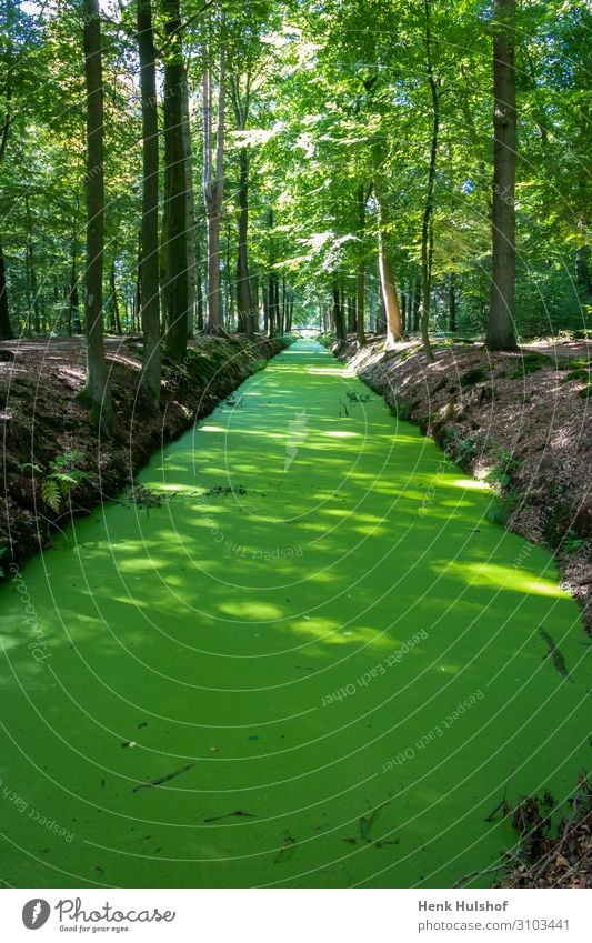 Ditch completely covered with duckweed in the forest beautiful branch channel color country countryside day ditch drainage ditch dutch ecology environment