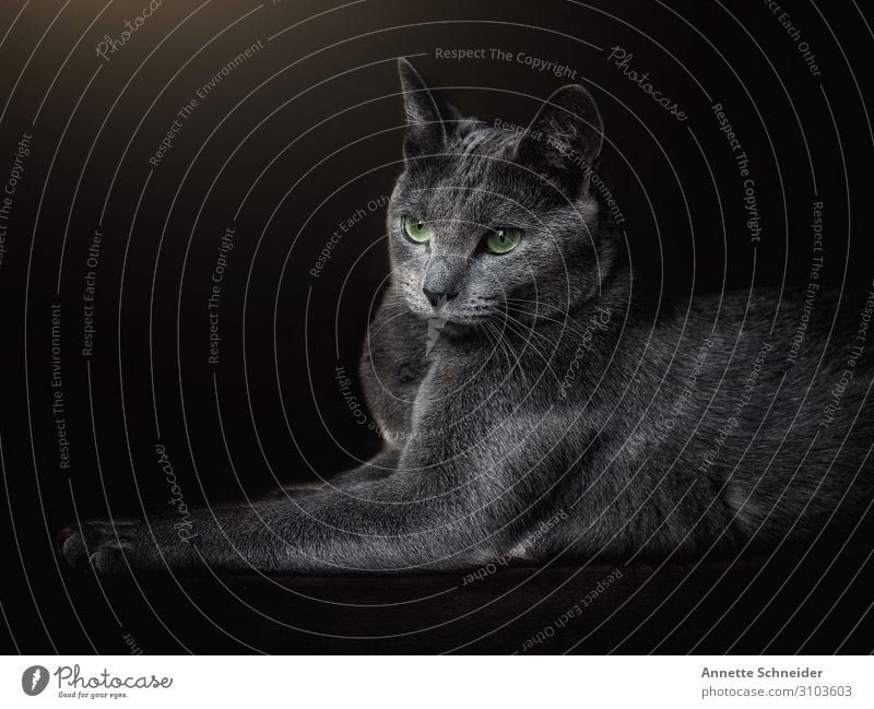 Cat Russian Blue Animal Pet 1 Green Black Colour photo Interior shot Isolated Image Forward