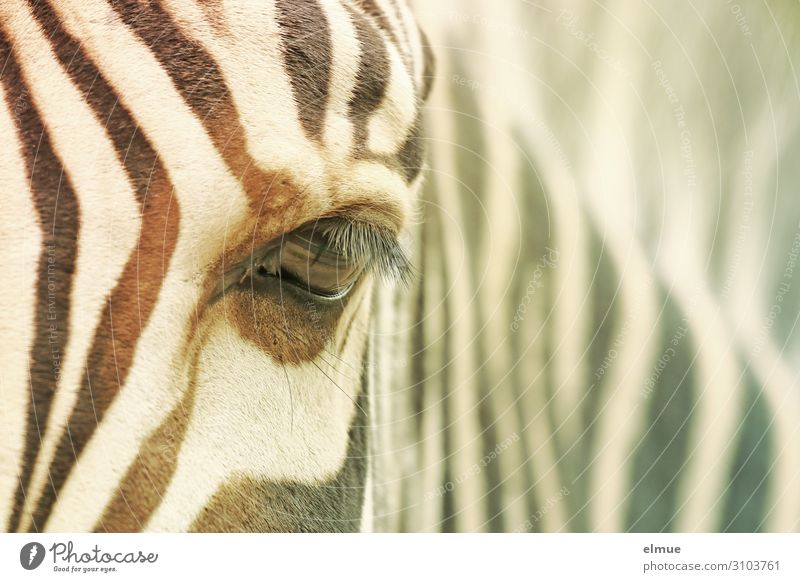 zebra Zebra Eyes Eyelash Pelt Zebra crossing Observe Looking Curiosity Trust Attentive Watchfulness Loneliness Esthetic Design Uniqueness Inspiration Contact