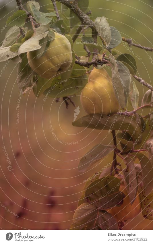 quinces Fruit Nature Plant Summer Agricultural crop Garden Eating To enjoy Colour photo Multicoloured Exterior shot Day Deep depth of field Central perspective