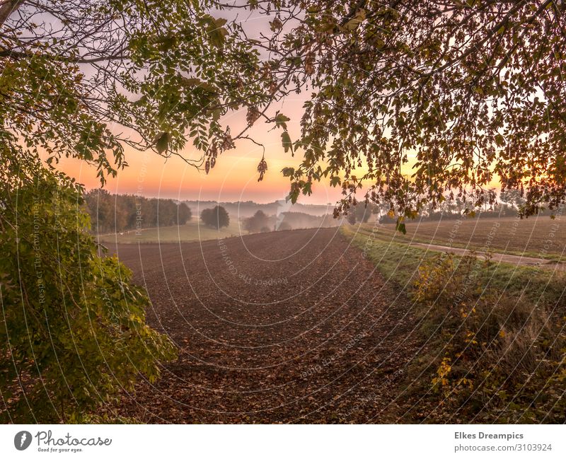 Autumn landscape at sunrise and with light fog Nature Landscape Elements Earth Sun Sunrise Sunset Sunlight Beautiful weather Fog Hiking already Eifel