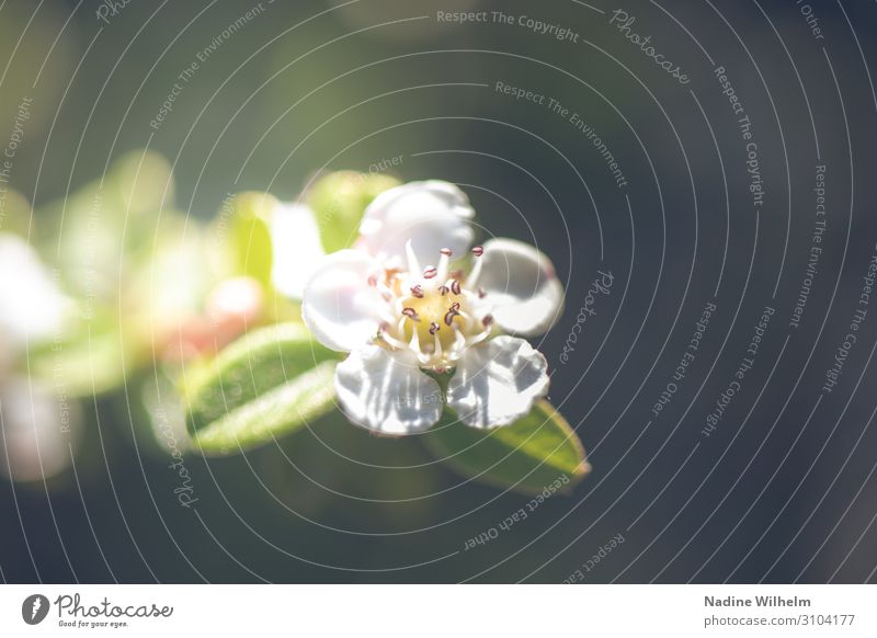 Little, white flower Environment Nature Plant Sun Sunlight Summer Beautiful weather Flower Leaf Blossom Wild plant Forest Blossoming Fragrance Fresh Natural