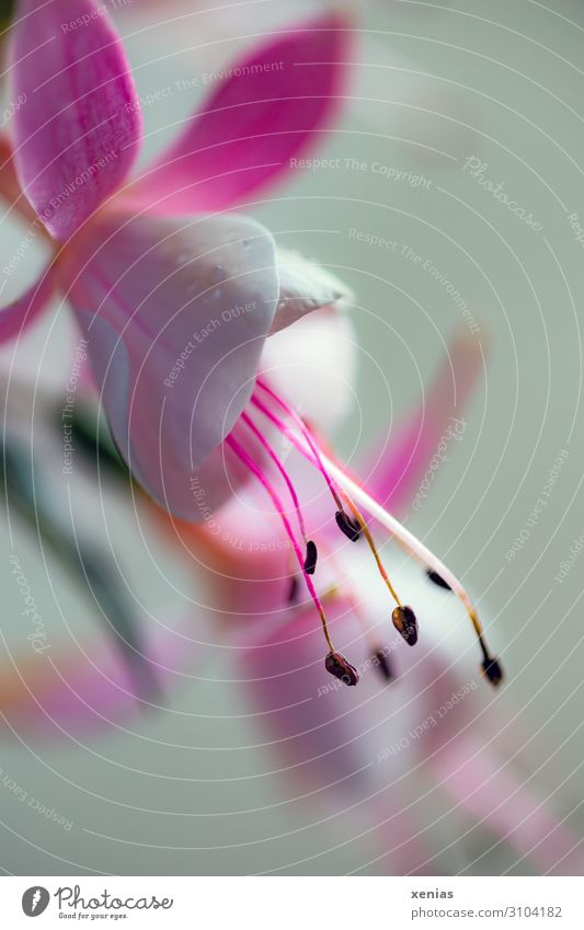 Hanging fuchsia in pink Plant Summer Flower Blossom Fuchsia flower Blossoming Pink White Delicate Colour photo Studio shot Deserted Copy Space top