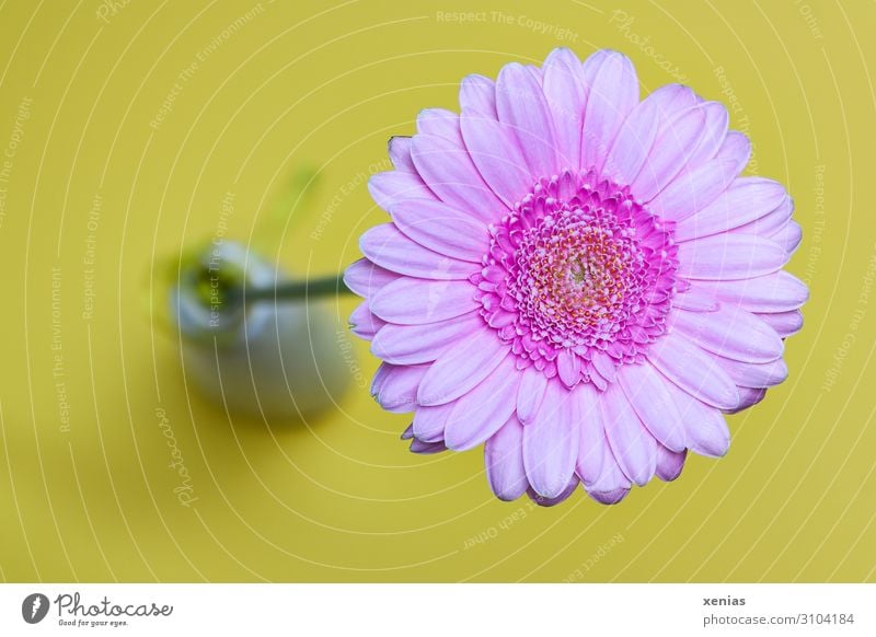 Pink Gerbera in vase Flat (apartment) Flower Blossom Vase Flower vase Yellow Colour photo Studio shot Deserted Copy Space left Neutral Background