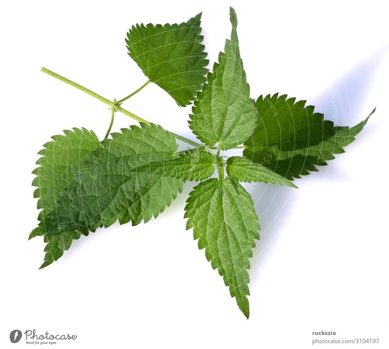 Nice, Urtica, dioica. Plant Wild plant Large Stinging nettle Weed wild vegetables Nettle leaf forage plant Medicinal plant field flora wild flora