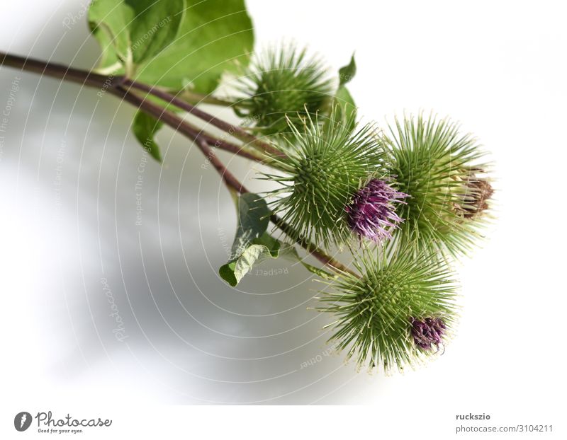 Big, burdock, arctium, lappa Plant Wild plant Large Great burr Arctium Medicinal plant Meadow flower field flora wild flora medicinal garden plant