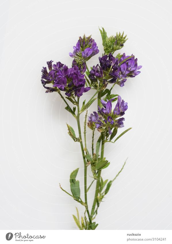 Alfalfa, Medicago, sativa, Seeding Medick Nature Plant Wild plant Pink White alfalfa Seed alfalfa snail clover Eternal clover Blue alfalfa forage plant