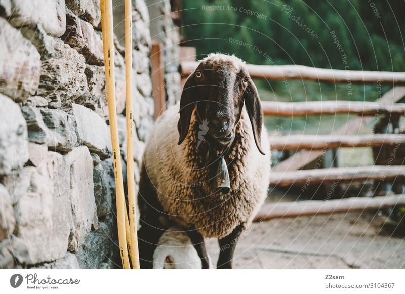 Sheep on the mountain pasture Nature Landscape Autumn Bushes Alps Mountain Farm animal 1 Animal Observe Looking Funny Sustainability Natural Love of animals