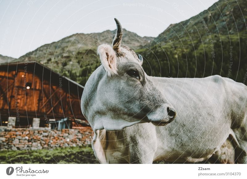 Cow in front of alpine hut Nature Landscape Alps Mountain Hut Alpine hut Looking Stand Happy Large Natural Curiosity Cute Love of animals Calm Relaxation