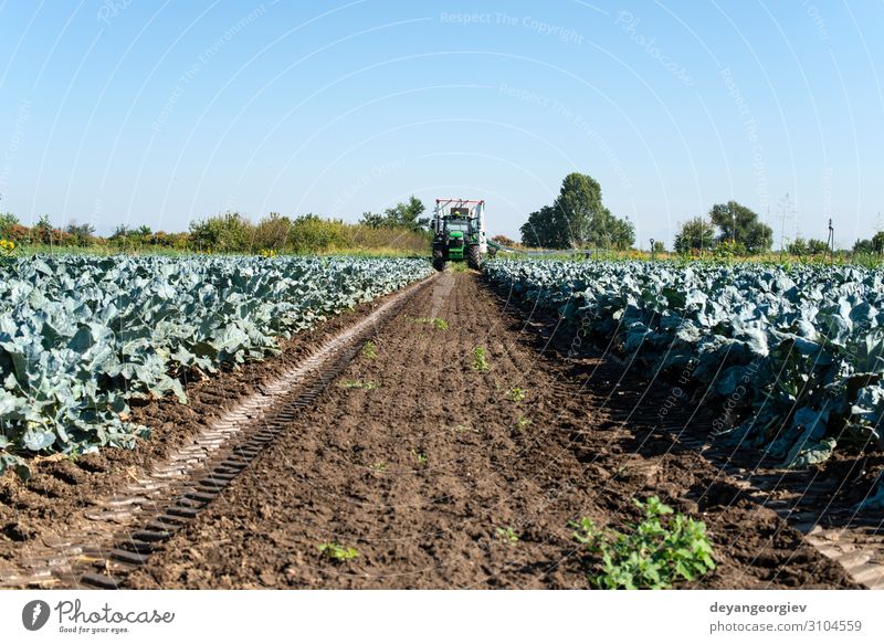 Tractor in broccoli farmland. Big broccoli plantation. Vegetable Vegetarian diet Work and employment Gardening Environment Landscape Plant Earth Leaf Growth