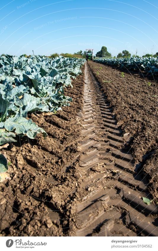 Tractor in broccoli farmland. Big broccoli plantation. Vegetable Vegetarian diet Healthy Eating Work and employment Gardening Plant Growth Green Broccoli