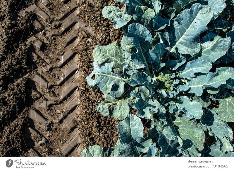 Close up broccoli in a farm. Big broccoli plantation. Vegetable Garden Gardening Environment Plant Leaf Growth Fresh Green Broccoli agriculture tracks trace