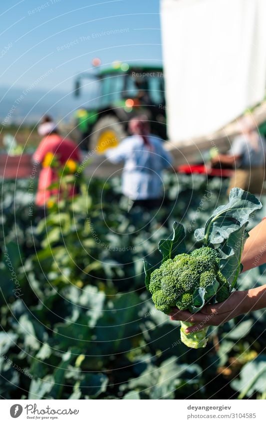 Workers shows broccoli on plantation. Picking broccoli. Vegetable Industry Business Technology Landscape Plant Tractor Packaging Line Green Broccoli Farmer