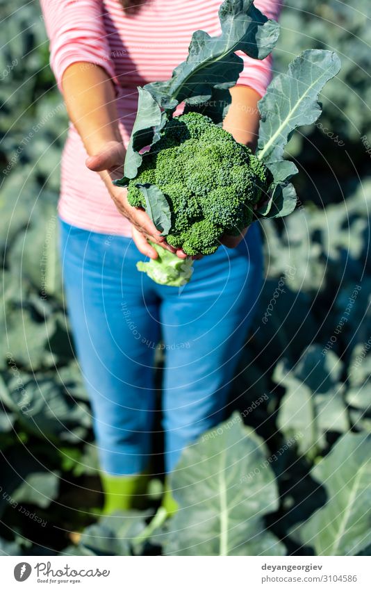 Worker shows broccoli on plantation. Picking broccoli. Vegetable Industry Business Environment Landscape Plant Packaging Line Green Broccoli Farmer agriculture