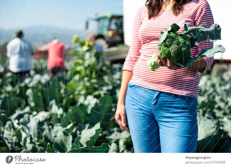 Worker shows broccoli on plantation. Picking broccoli. Vegetable Industry Business Environment Landscape Plant Tractor Packaging Line Green Broccoli Farmer