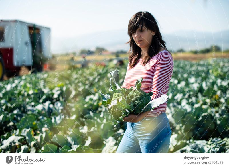 Worker shows broccoli on plantation. Vegetable Industry Business Technology Landscape Plant Tractor Packaging Line Green Broccoli Farmer agriculture